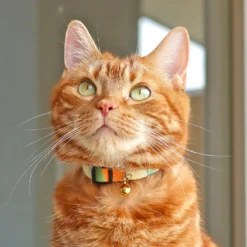 Alternative view of iCat粉色系貓頸帶